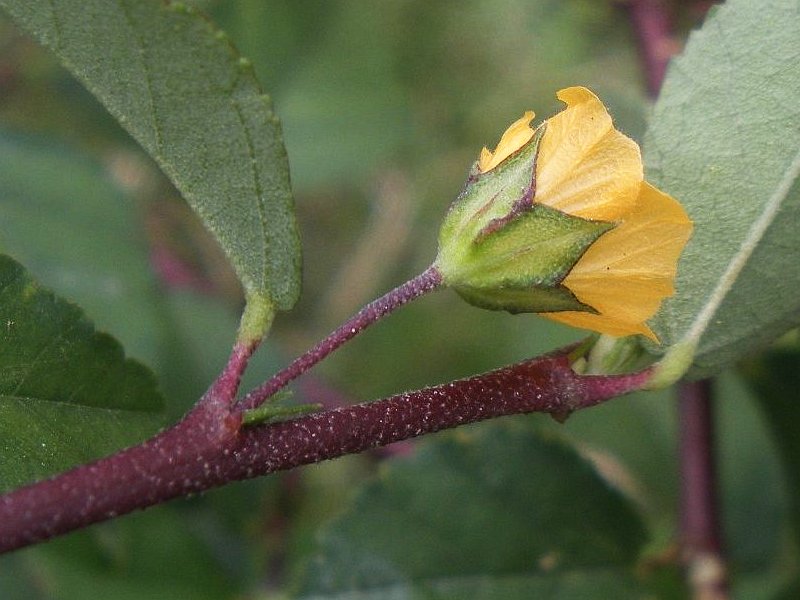 Alnifolia flower side